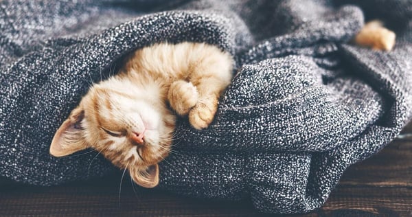 Idee per la Giornata Internazionale del Gatto
