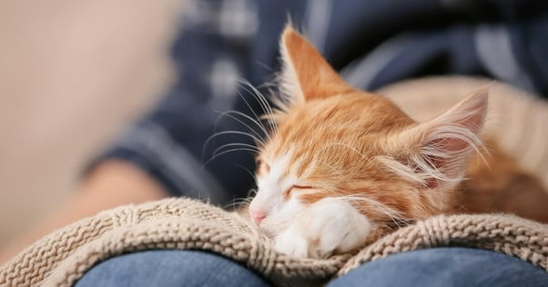 Il punto di vista un micio: perché i gatti dormono sulle persone?