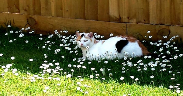 happy cat resting in the grass