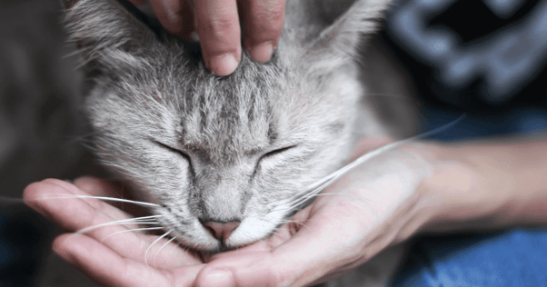 cat eating out of human hand