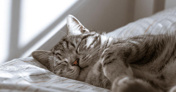 Grå katt som sover på kudden