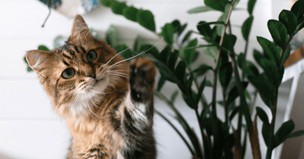 cat playing with plants