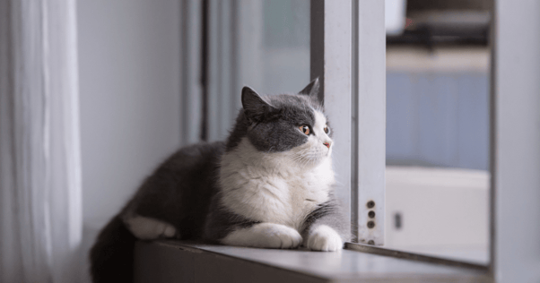 cat sitting on window feliway
