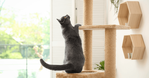 cat scratching tower feliway