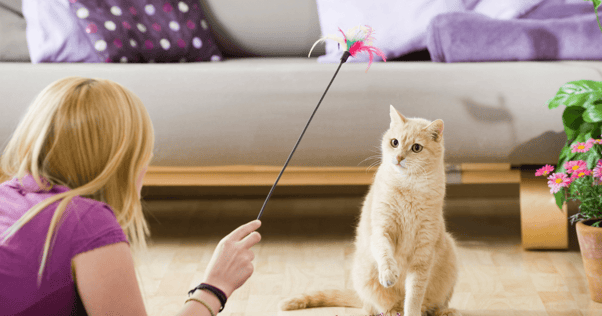 gato jugando con plumas feliway juguete óptimo para gatos