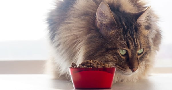 cat appetite changes feliway optimum