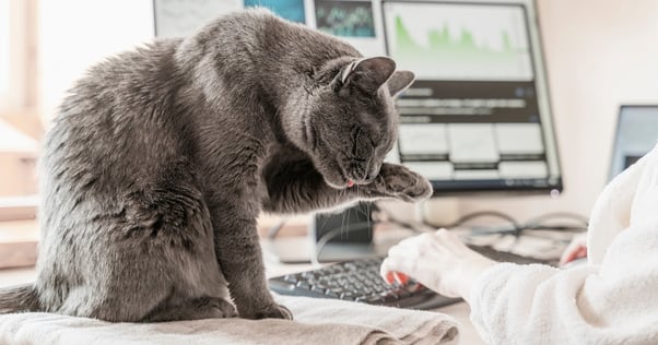 Cat working with owner