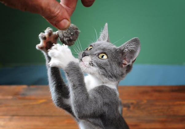 Si possono tagliare le unghie ai gatti