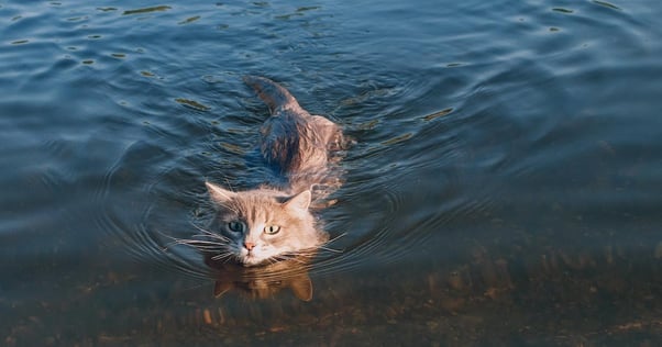 I gatti che odiano l’acqua