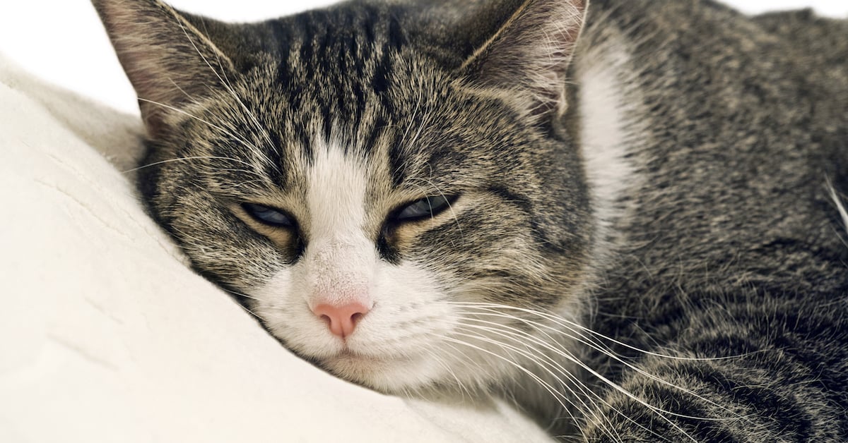 Why Do Cats Slow Blink? A Happy Cat Expert Explains!