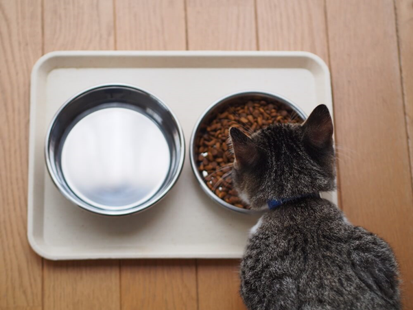 bring more food and water bowls for your cats