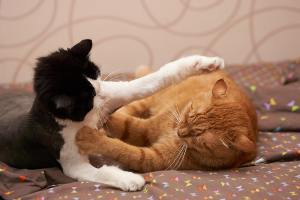 cats on bed fighting or playing?