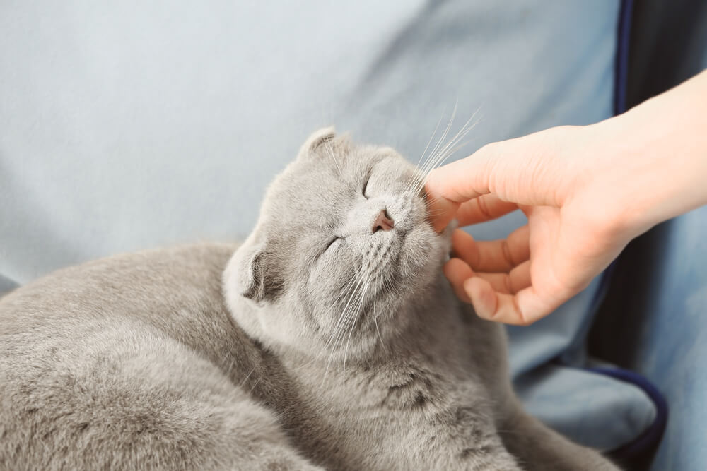 6 tips to calm your cat_második_kép