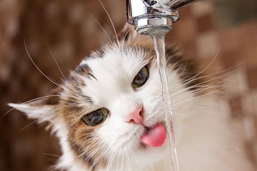 Be-more-cat---drink-from-taps-CL-011117-RAWtiny