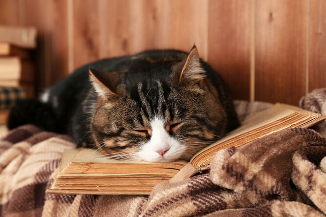 Older kitty sleeping with book