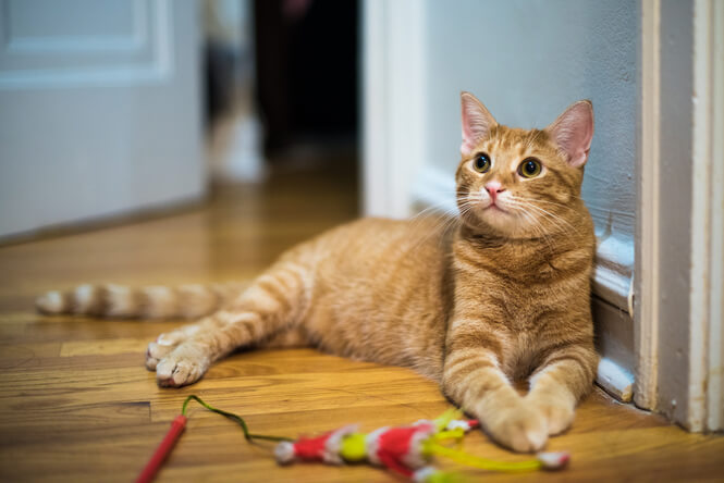 Older cat with cat toy