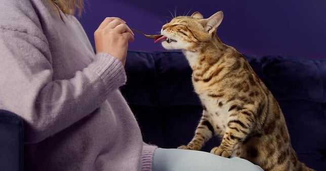 Bengal cat licking Happy Snack by FELIWAY off a spoon.