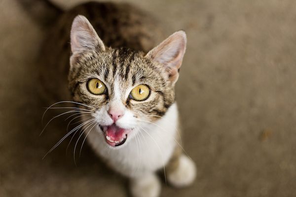 язык тела кошки