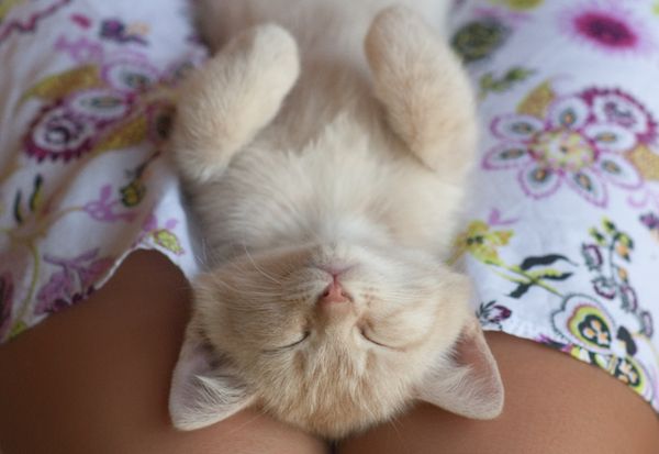 Happy-cat-sleeps