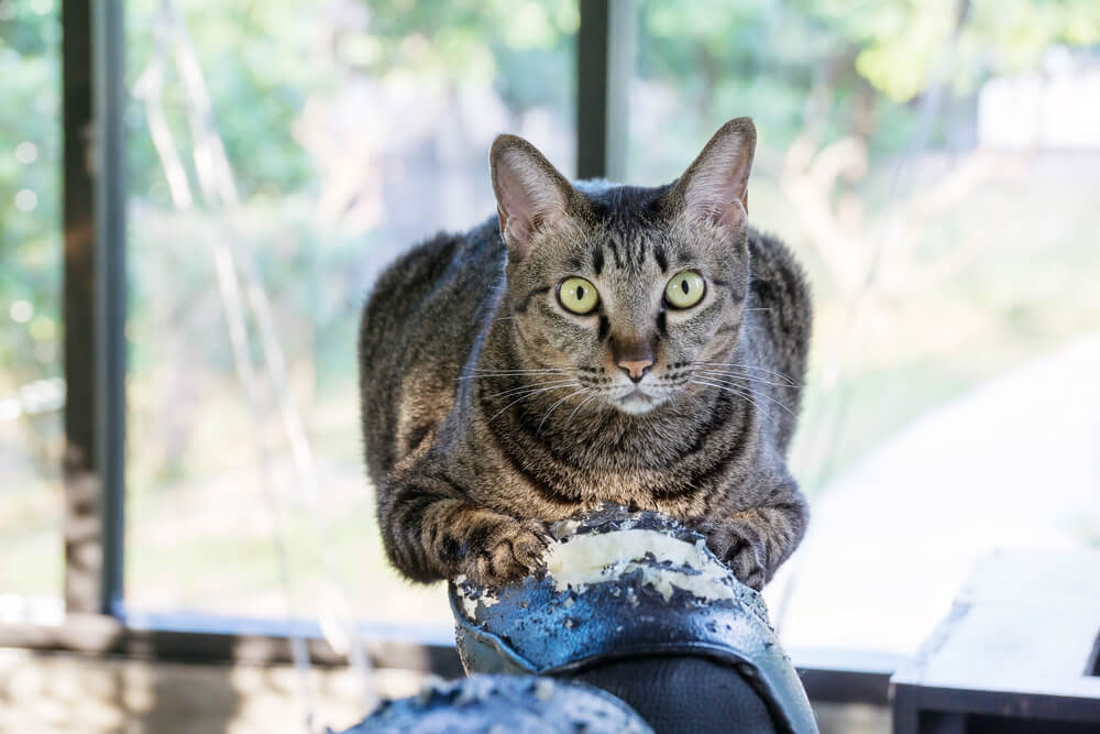 Comment Empecher Un Chat De Faire Ses Griffes Sur Le Canape Comment Empecher Un Chat De Faire Ses Griffes Sur Le Canape