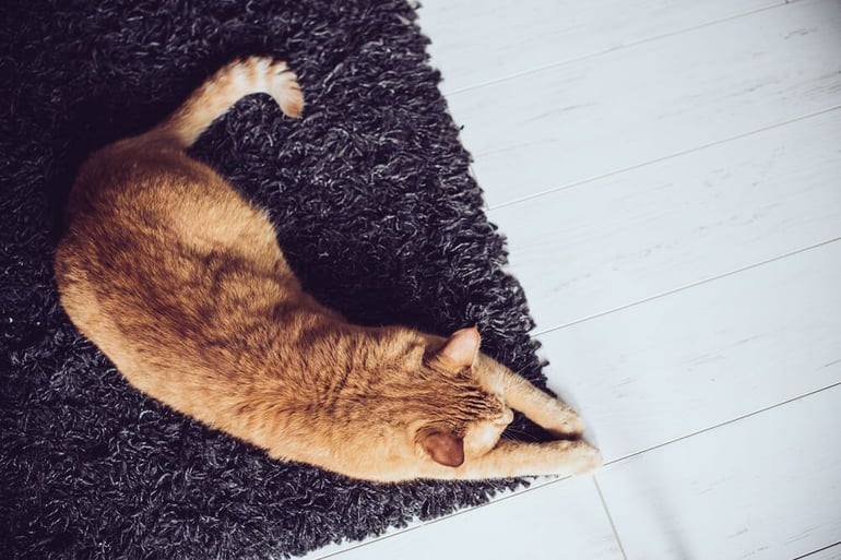 How To Stop Your Cat From Scratching the Carpet_1-2