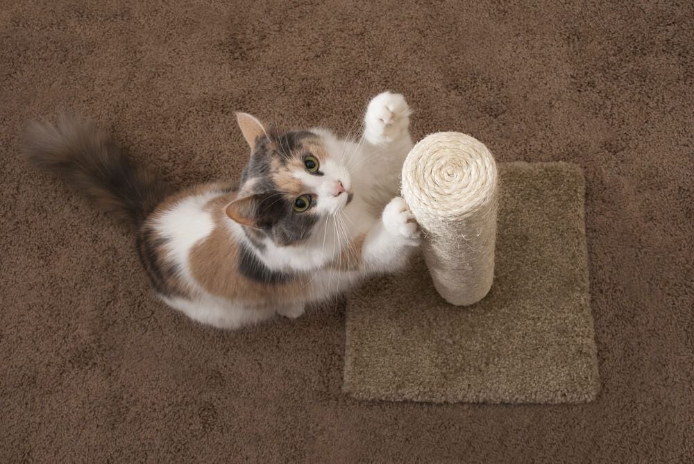 get cats to stop scratching carpet