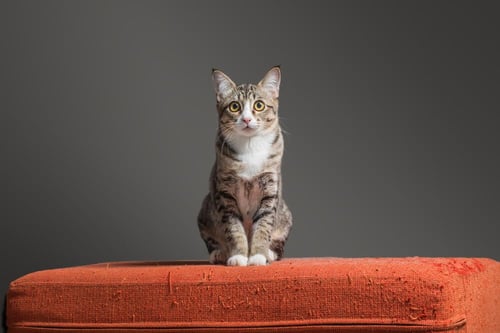 cat sitting on a scratched red sofa