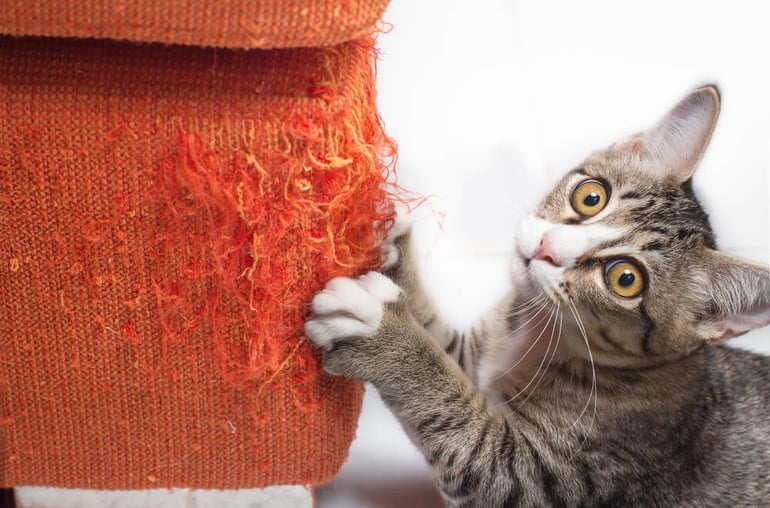 How To Stop Your Cat From Scratching the Sofa_3-2