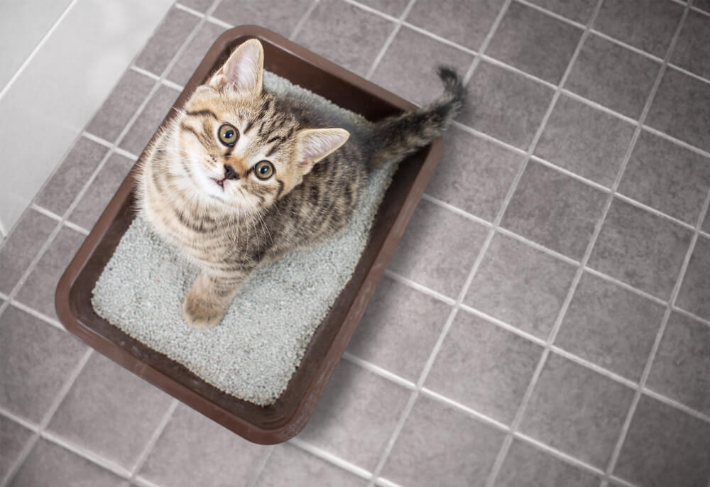 How can i stop my cat peeing outside the litter box_3
