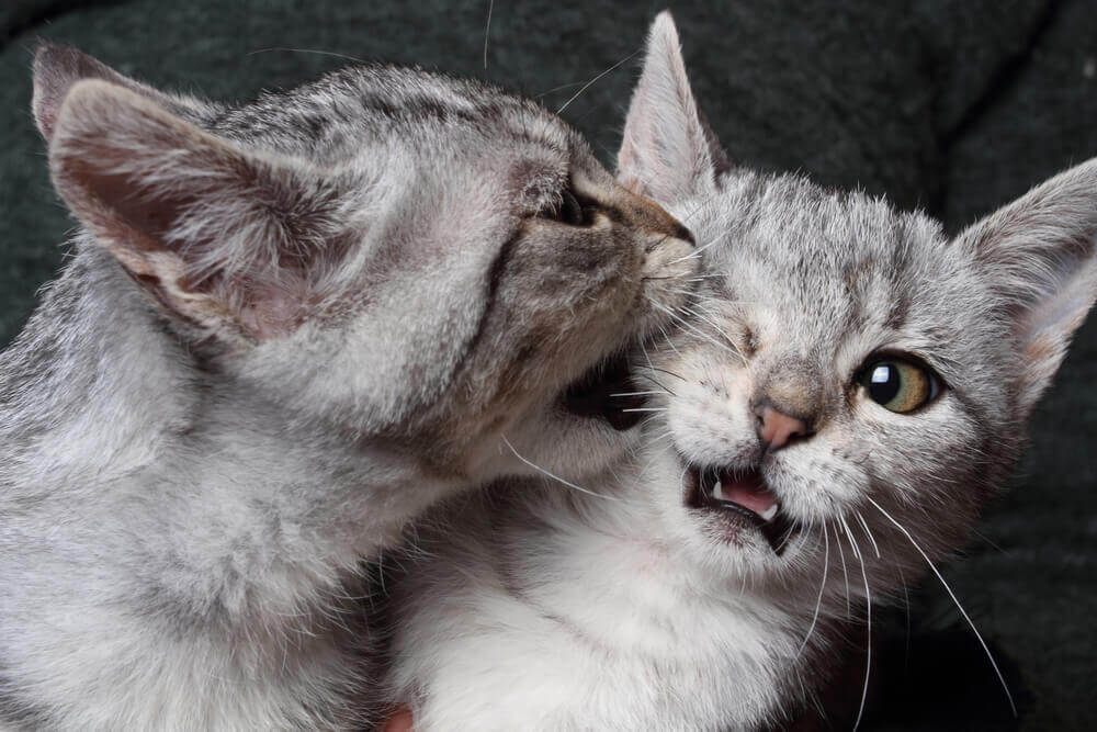 How to Tell if Your Cats are Playing or Fighting_2 (1)