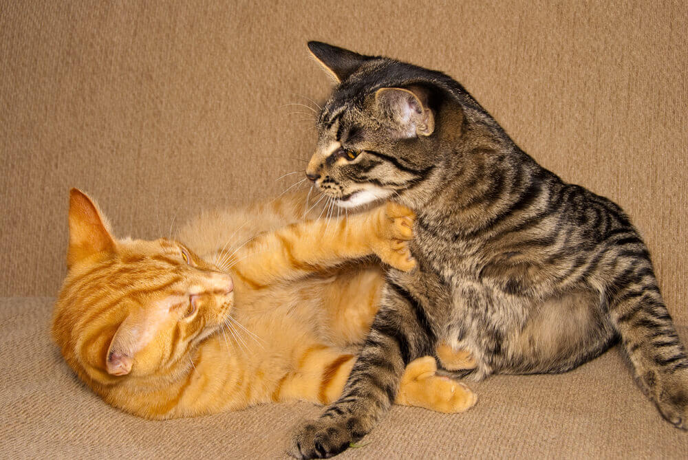 How to Tell if Your Cats are Playing or Fighting_3 (1)