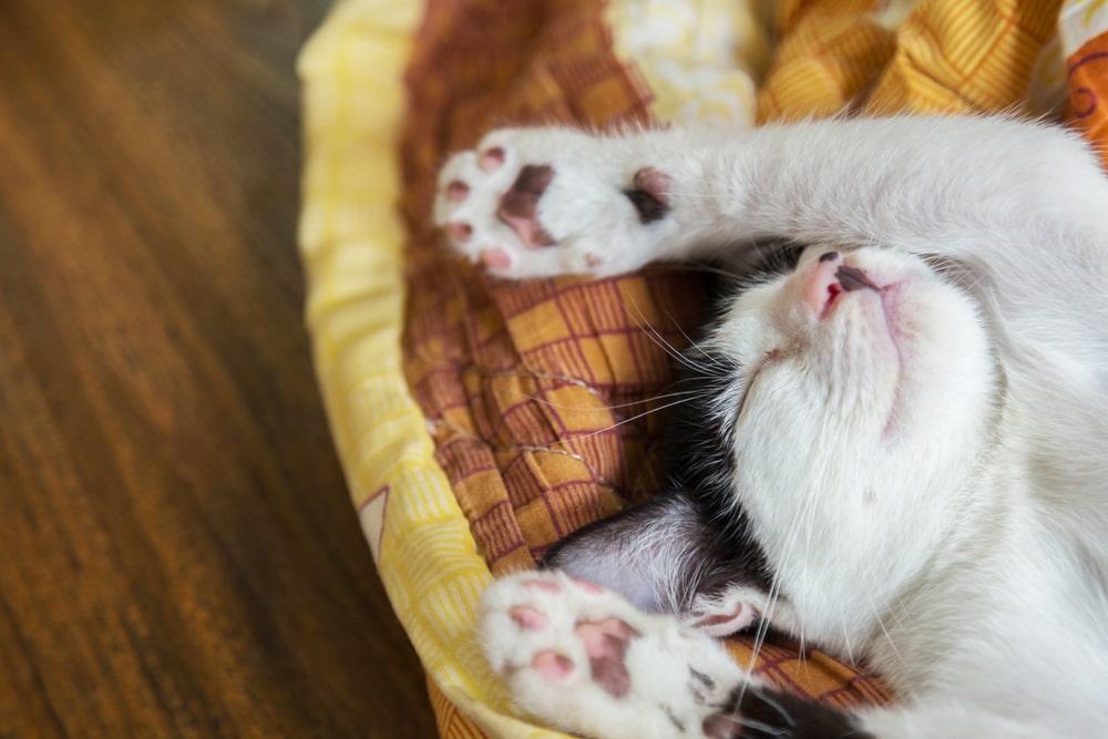Katzenbeschäftigung: Schlafplätze schaffen