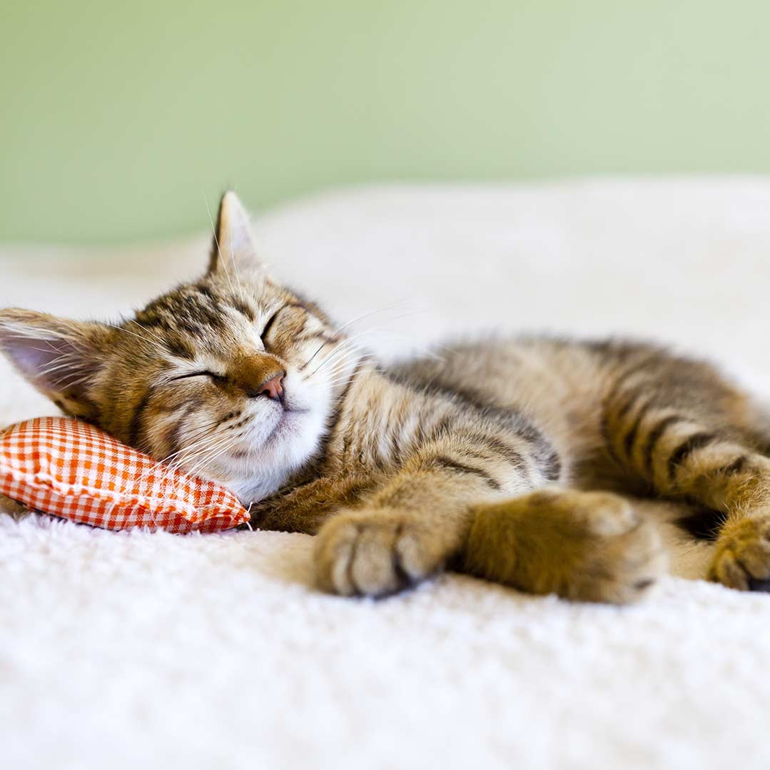 cat peacefully napping on pillow