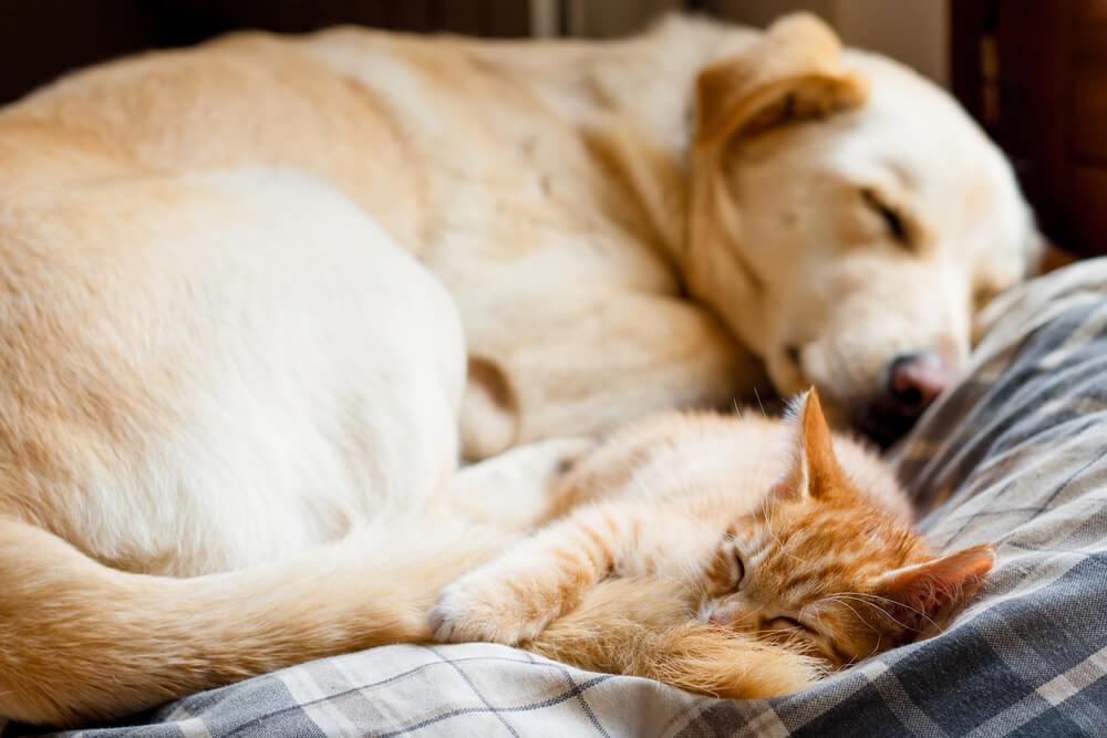 How to turn your cats and dogs into best buds JS-2