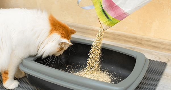 Humano despejando areia em uma bandeja enquanto um gato investiga.