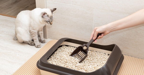 Humano limpando uma caixa de areia enquanto um gato branco e cinza observa