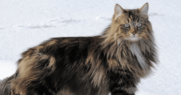 Feliway curiosidades gato bosque de noruega