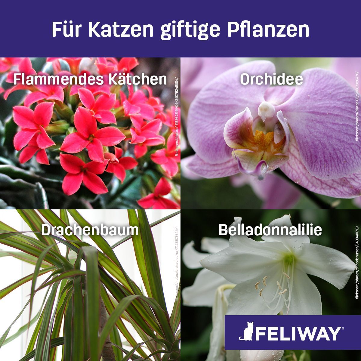 Giftige Pflanzen für Katzen
