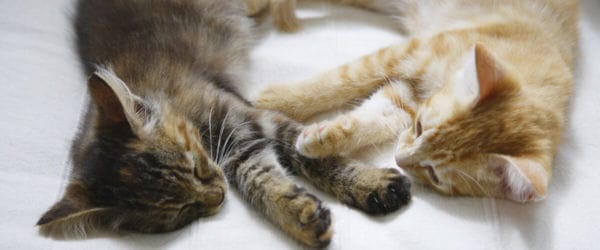 Feliway Stecker