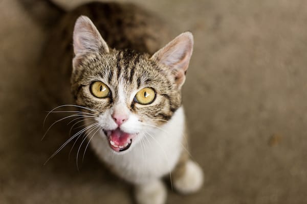 Feliway Stecker
