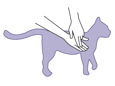 Katze_ErsteHilfe