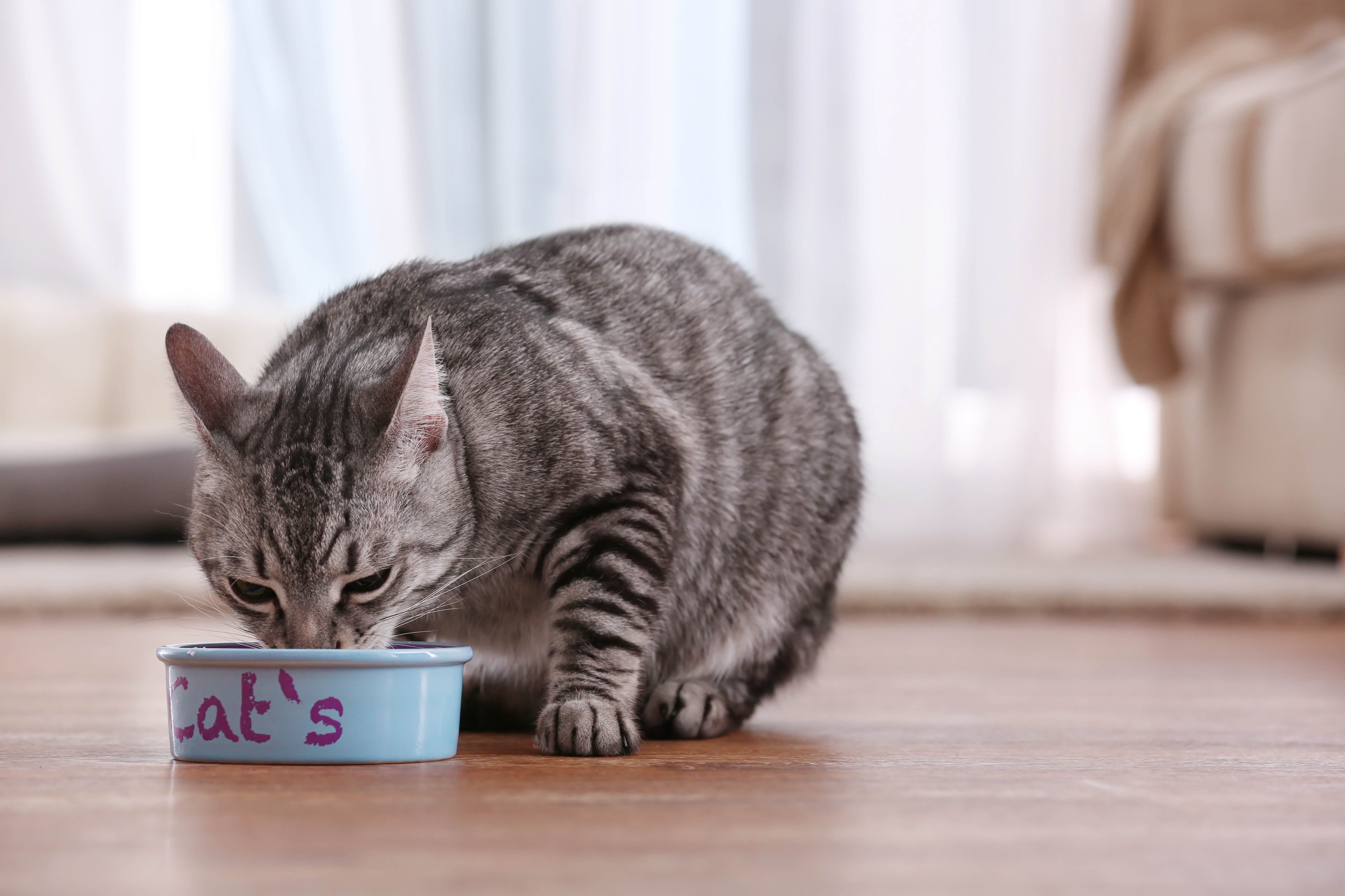 Katze kleine Portionen füttern bei Sommerhitze