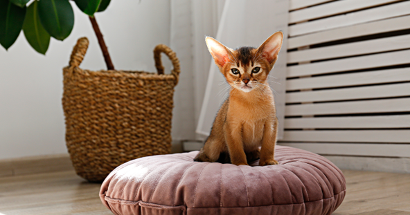 Jovem gato abissínio, em uma aconchegante sala de estar sobre uma almofada