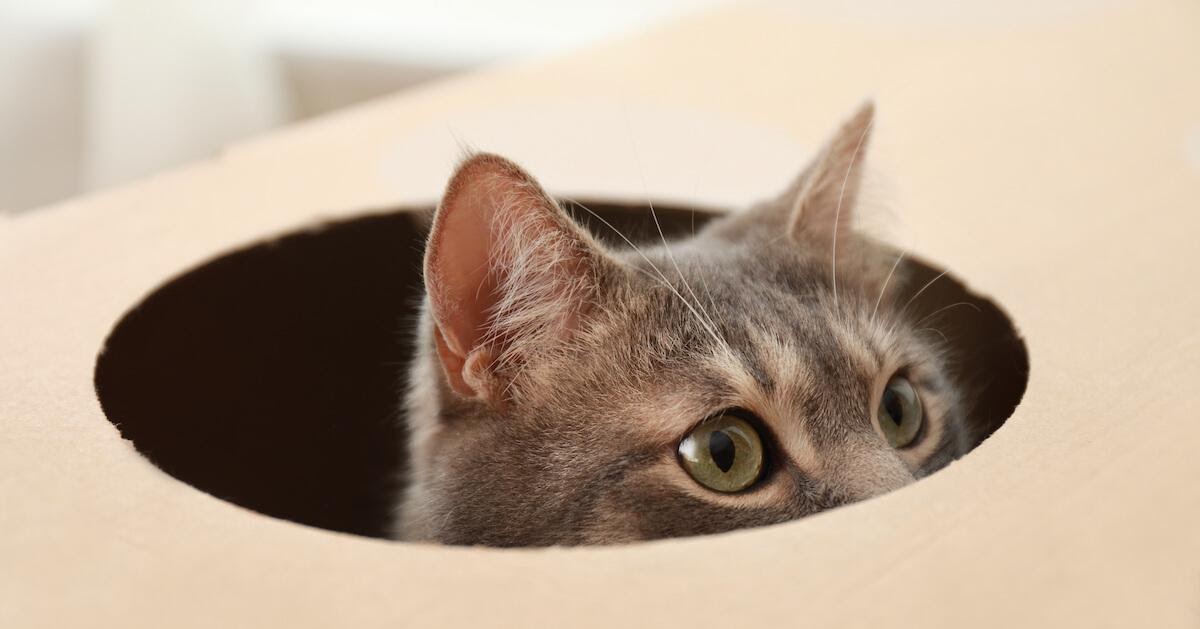 Katze versteckt sich im Karton