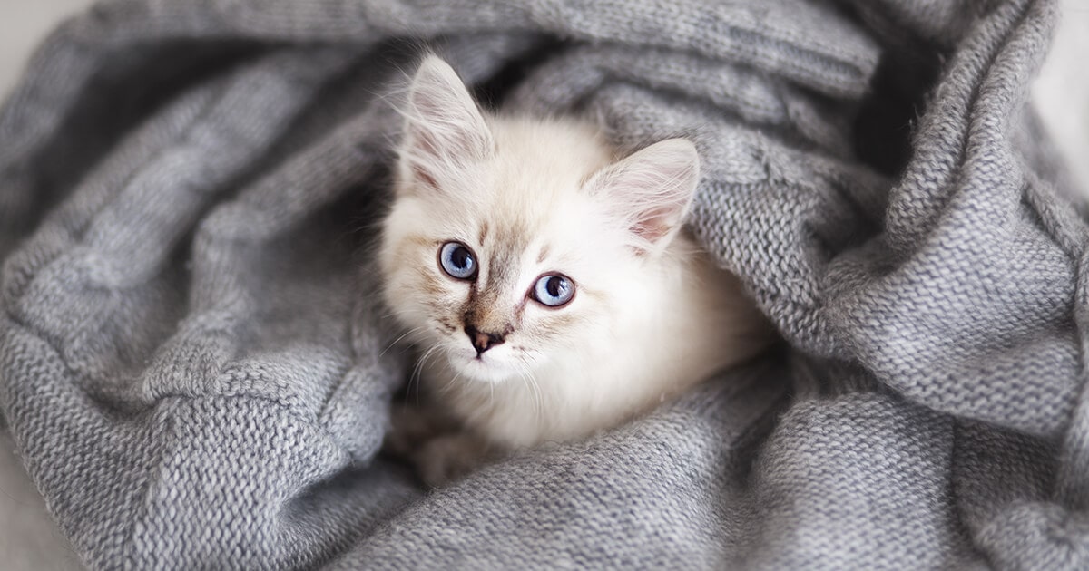 Kitten liegt unter einer Decke