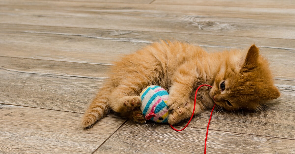 Kitten spielt mit einem Ball an einer Schnur