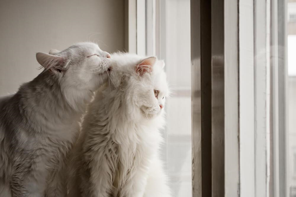two white long haired cats groom each other's fur