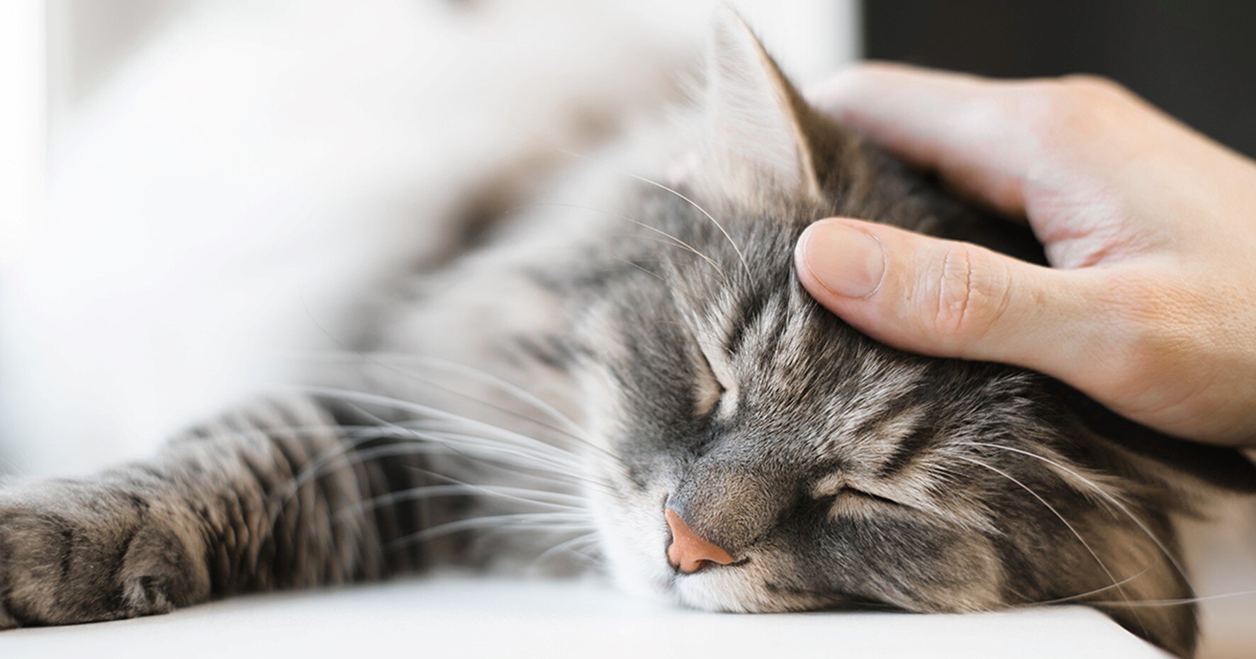 Mão acariciando um gato relaxado