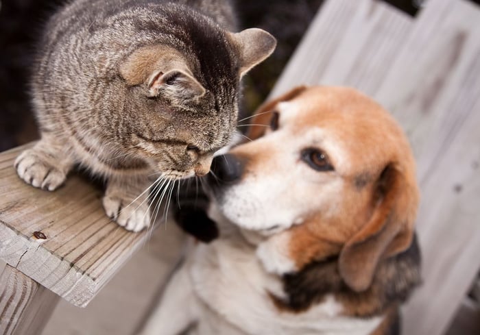 chien et chat se rencontrent