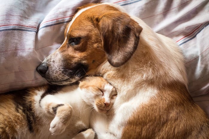 chat et chien dorment ensemble